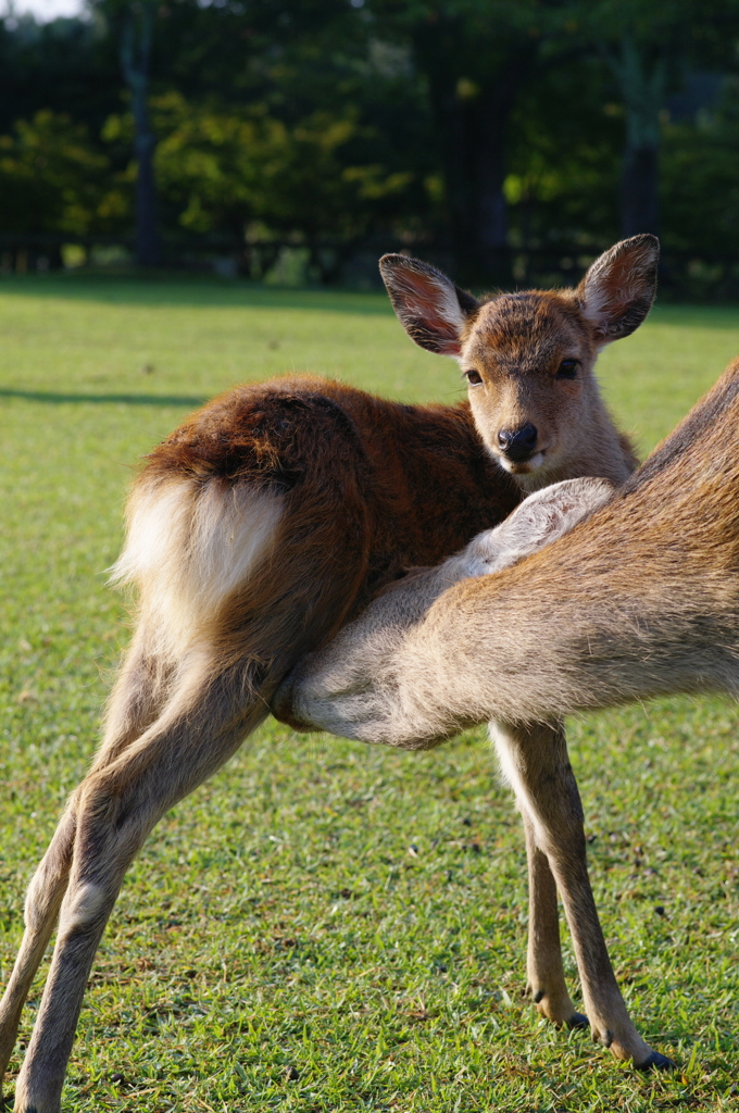 奈良公園　小鹿