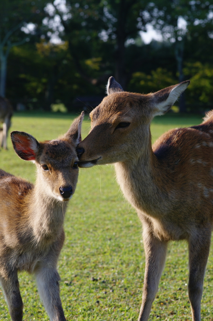 奈良公園　小鹿