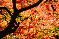 red curtain