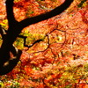 red curtain