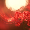 月見華