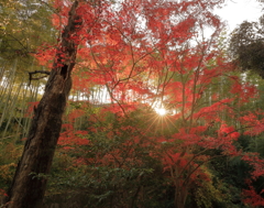 輝く朝