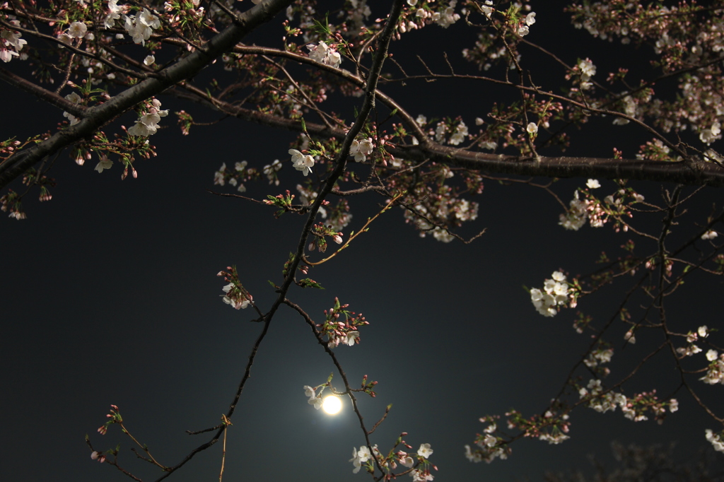 夜桜