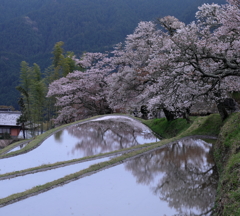棚田の春