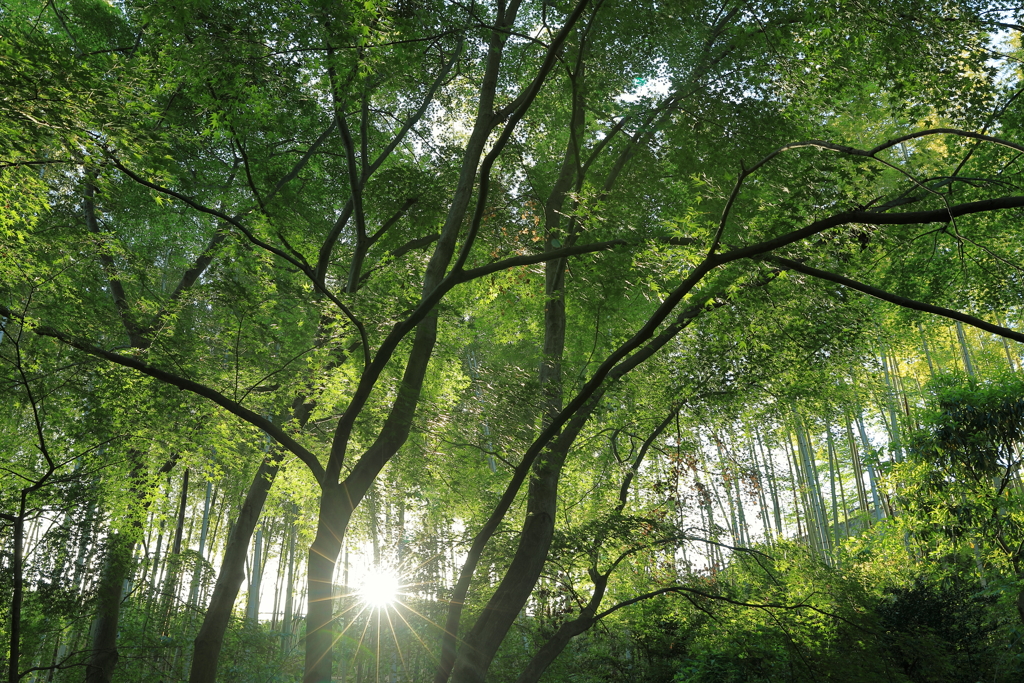 新緑の朝