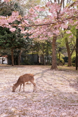 春光