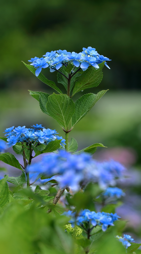 紫陽花