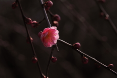 梅一輪