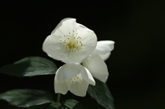 花の三姉妹