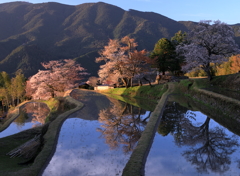 春の棚田