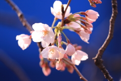 春彩