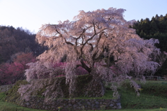 輝く春
