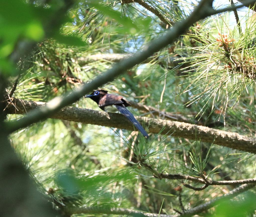 サンコウチョウ