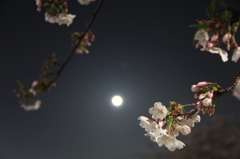 宵桜