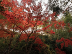 紅葉
