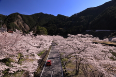 桜並木