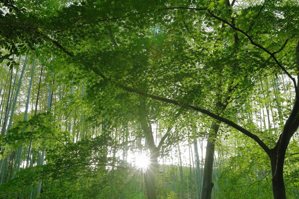 新緑の輝