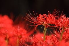 彼岸花