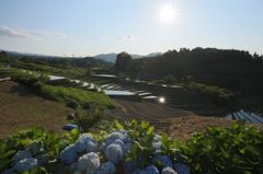 赤坂村の棚田