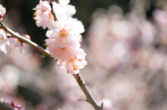 梅の花