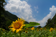 山間に咲く向日葵