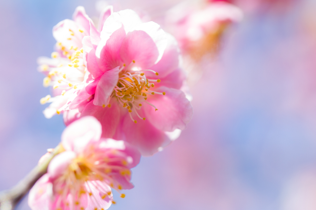 Plum　Blossoms