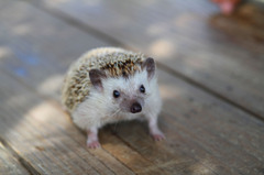 ハリネズミ