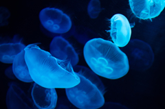 幻想的海月