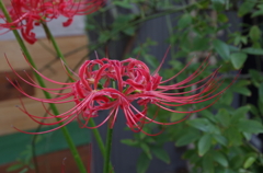 彼岸花