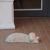 番犬