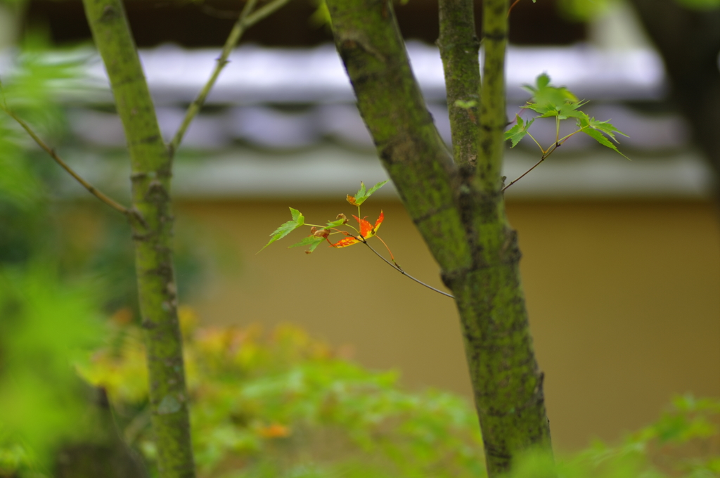 小さい秋見つけた。