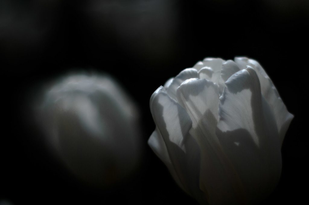 tulip à la carte