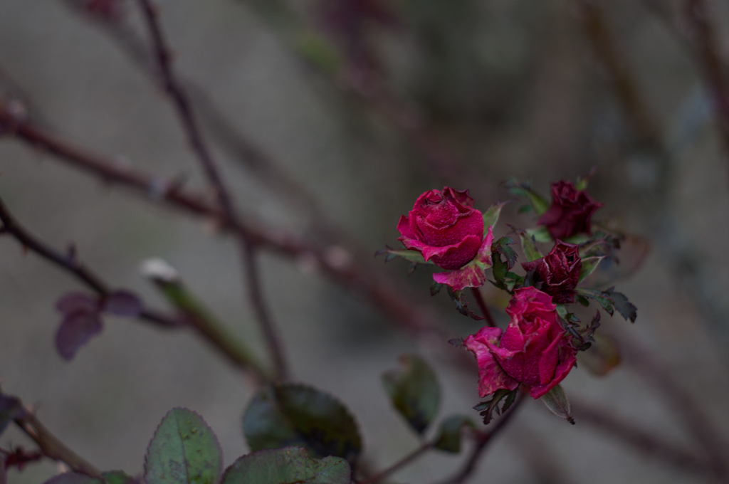 Withered roses