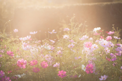 秋桜15