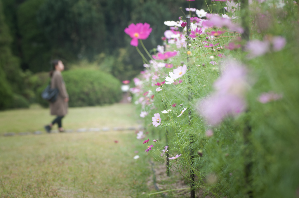 秋桜01