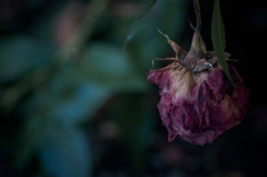 withered rose 15