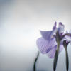 いざ菖蒲