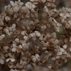 fuyu-ajisai