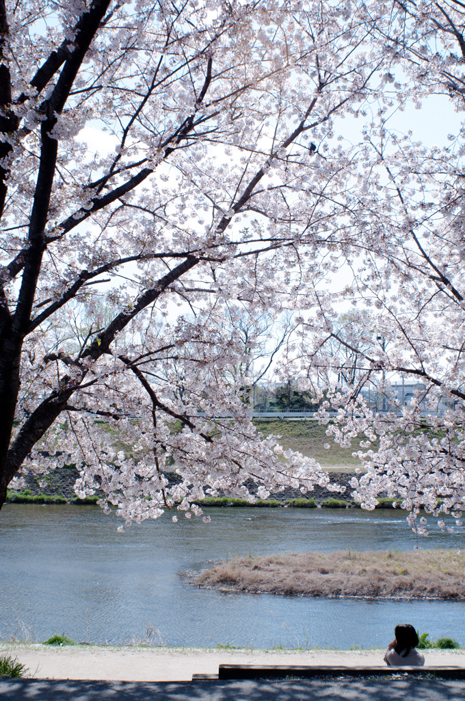 sakura