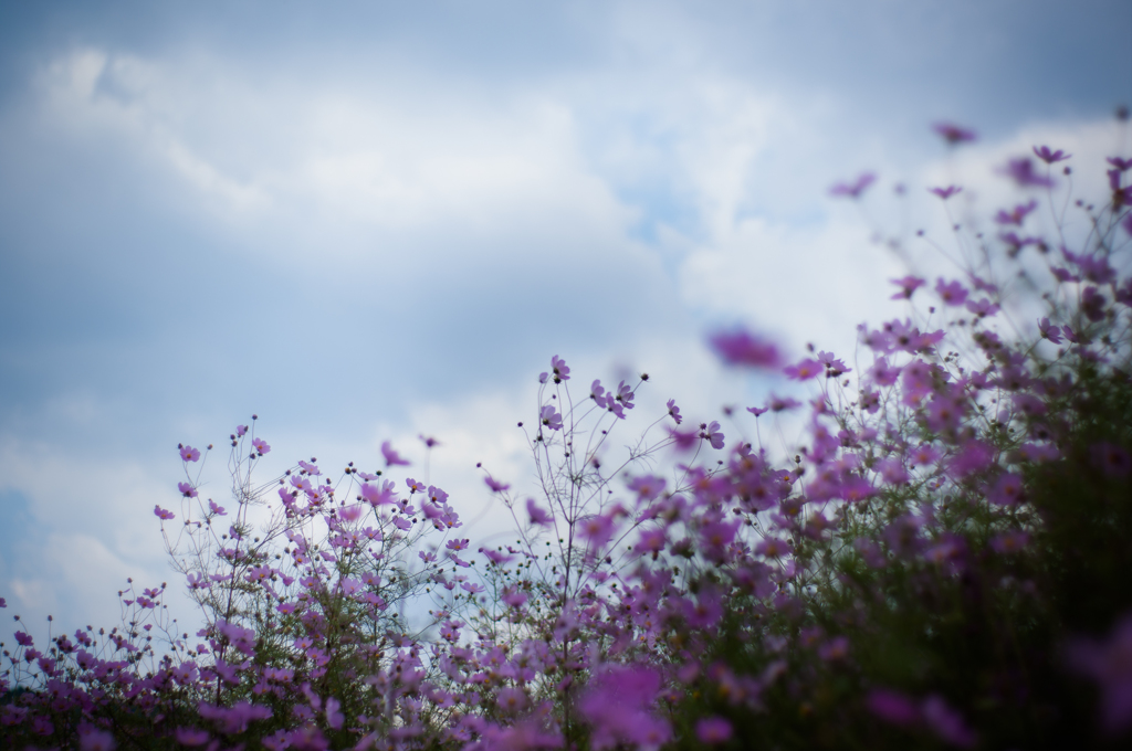 秋桜02