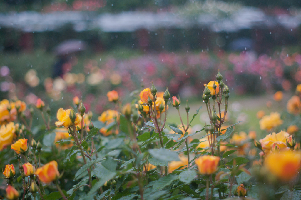 雨の薔薇園