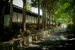 木洩れ日通り