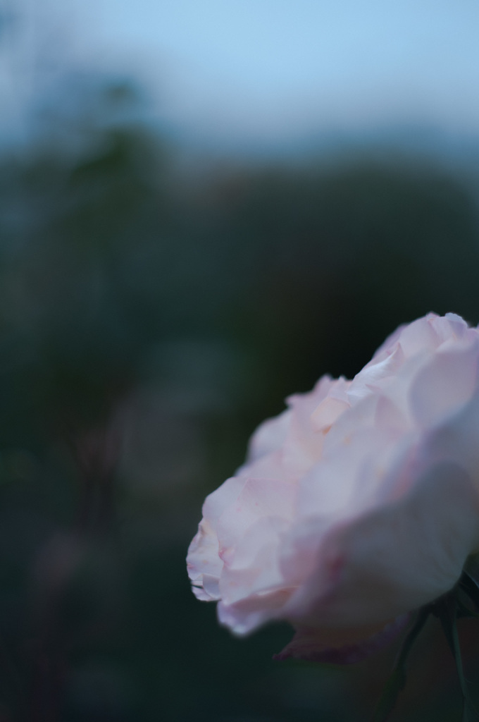 極月の薔薇