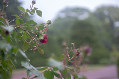 雨の薔薇園