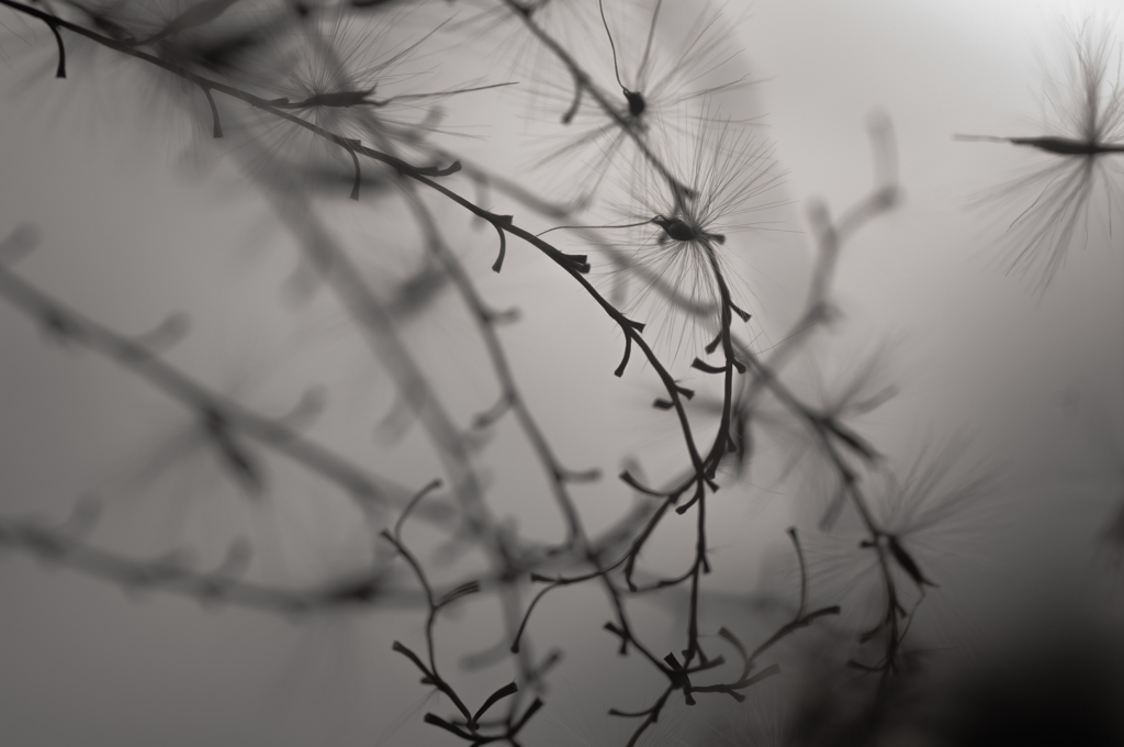 miscanthus 14