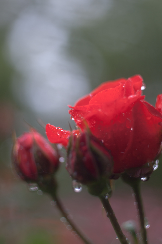 雨の薔薇園