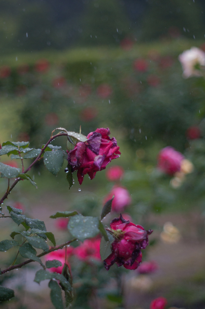 雨の薔薇園