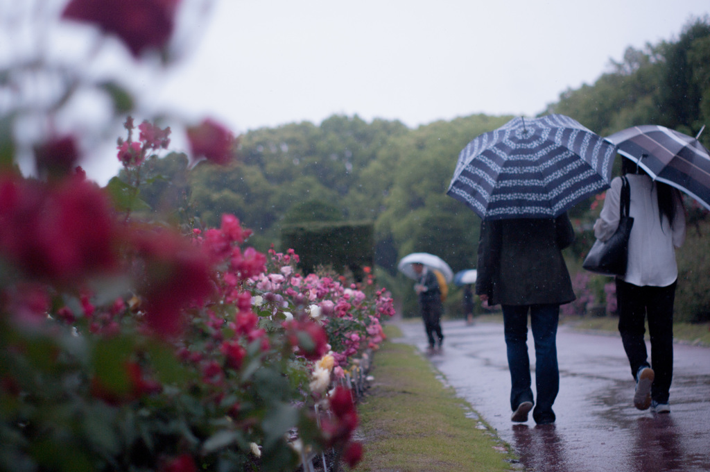 雨の薔薇園