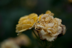 Withered roses