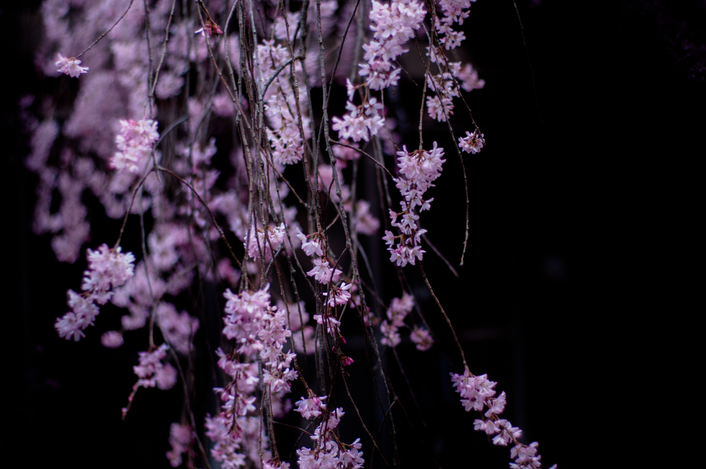 sakura à la carte